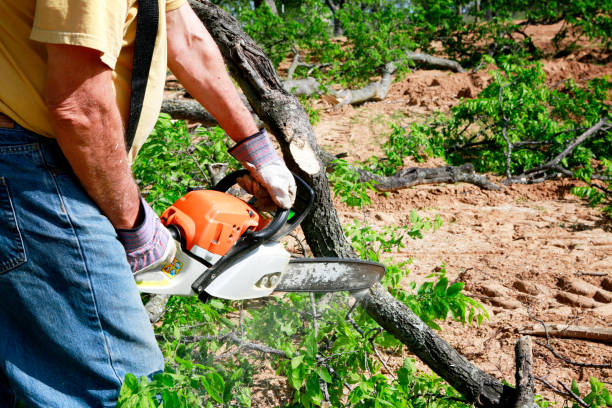 Why Choose Our Tree Removal Services in Guntown, MS?